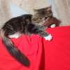 Maine Coon thumb 13