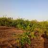 𝐕𝐞𝐫𝐠𝐞𝐫 𝐝𝐞 1 𝐡𝐞𝐜𝐭𝐚𝐫𝐞𝐬 6000m2 𝐞𝐧 𝐩𝐥𝐞𝐢𝐧𝐞 𝐩𝐫𝐨𝐝𝐮𝐜𝐭𝐢𝐨𝐧 thumb 12