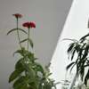 Plantes fleuries - zinnias thumb 1