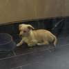 Chiots bichon maltais thumb 1