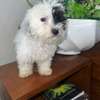 Bichon maltais à vendre thumb 0