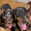 Chiots doberman thumb 4