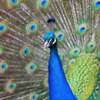Elevage volaille ornaments thumb 9