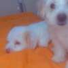 Mignon chiots thumb 4