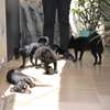 Chiots Chiwawa disponibles thumb 0