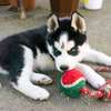 Chiot Husky Sibérien provenance BERLIN thumb 6