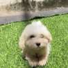 Bichon nain thumb 1