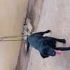 Labrador noir jeune affectueux et joueur thumb 3