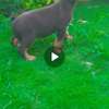 Doberman chiot noir et feu vacciné et vermifugé thumb 5