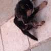 Chiots a vendre thumb 3