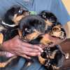 Chiots Rottweiler thumb 2