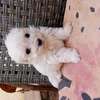 Bichon maltes thumb 2