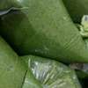 Saka Saka / Pondu - Feuilles de Manioc Écrasées 650g thumb 4