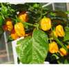 Piment Big Sun plante saine productive thumb 0