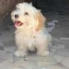 Chiots bichon maltais mâle thumb 0