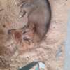 Chiots à vendre thumb 9