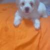 Mignon chiots thumb 2