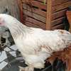 Couple. Poule bramah thumb 5