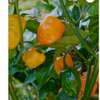 Piment Big Sun plante saine productive thumb 2