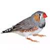 Couple oiseaux Mandarins thumb 0