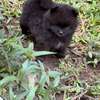 Pomeranien thumb 3