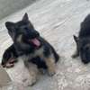 Berger Allemand chiot noir et feu thumb 2