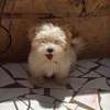 Chiots bichon maltais mâle thumb 2