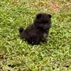 Pomeranien thumb 5