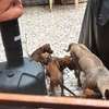 Rhodesian Ridgeback x malinois thumb 5