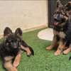 Berger Allemand poil long thumb 1