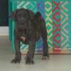 chiots boerboels thumb 0
