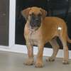 vente chiots boerboels thumb 2