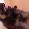 Berger allemand thumb 3