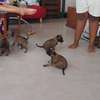 🐶 7 chiots mâles Malinois disponibles à la réservation 🐶 thumb 1