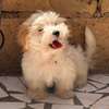 Chiots bichon maltais mâle thumb 3