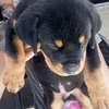 Vente chiot Rottweiler lignée Timi thumb 2
