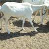 Lot de Moutons Femelle Ladoums thumb 9