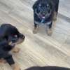 Chiot Rottweiler à vendre thumb 1