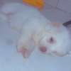 Mignon chiots thumb 0