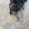 Berger Allemand chiot noir et feu thumb 9