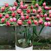 Fruits du dragon thumb 0
