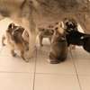 Husky de Siberie thumb 0