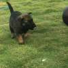 Chiot berger malinois thumb 1
