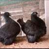Pigeon mondain thumb 1