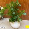Plantes artificielles décoratrice thumb 8