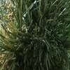 Gazon thumb 6