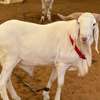 Mouton de tabaski de qualite thumb 12