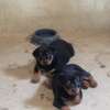 Vente chiot Rottweiler lignée Timi thumb 1