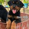 Rottweiler à Dakar négociable thumb 1