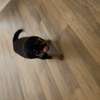 Chiot Rottweiler à vendre thumb 4